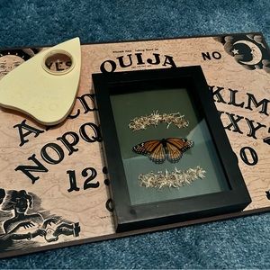 Taxidermy Butterfly “serenity”